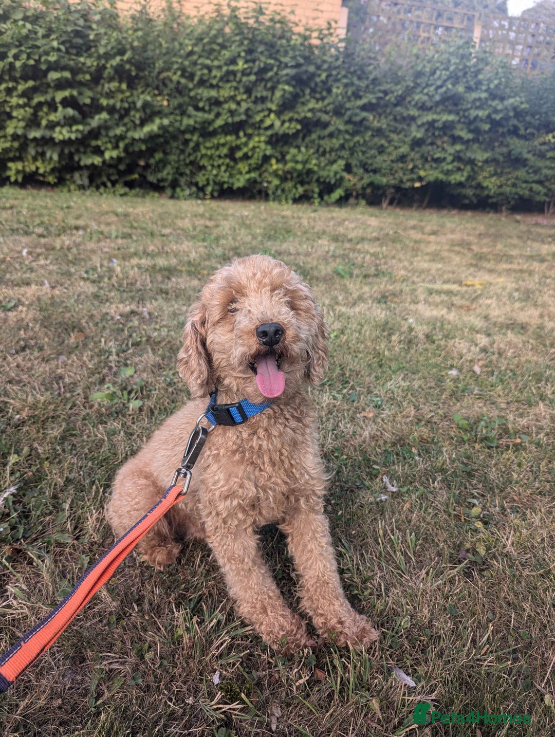 Toy Poodle dogs for sale: 3 Stuninngly cute red toy poodle puppies - Advert 29