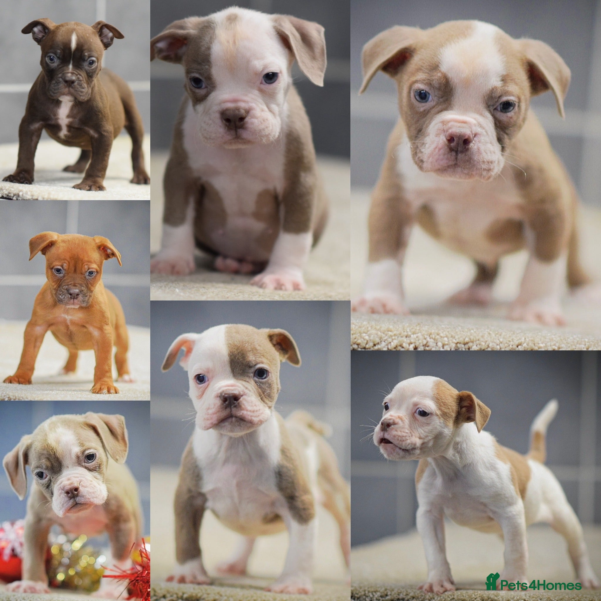 Olde English Bulldogge dogs 5⭐️COUNCIL APPROVED,LICENSED, 23 YEARS EXPERIENCE. - Advert 9