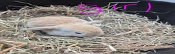Mini Lop rabbits for sale: Beautiful Mini Lops - Advert 3