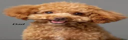 Toy Poodle dogs for sale: Pure Asian Toy poodles/Mom & Dad DNA Tested Clear - Advert 8