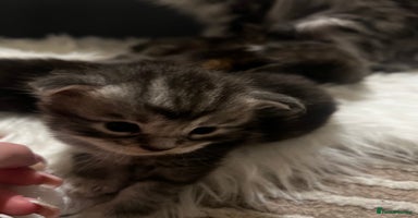 Maine Coon cats - Advert 9