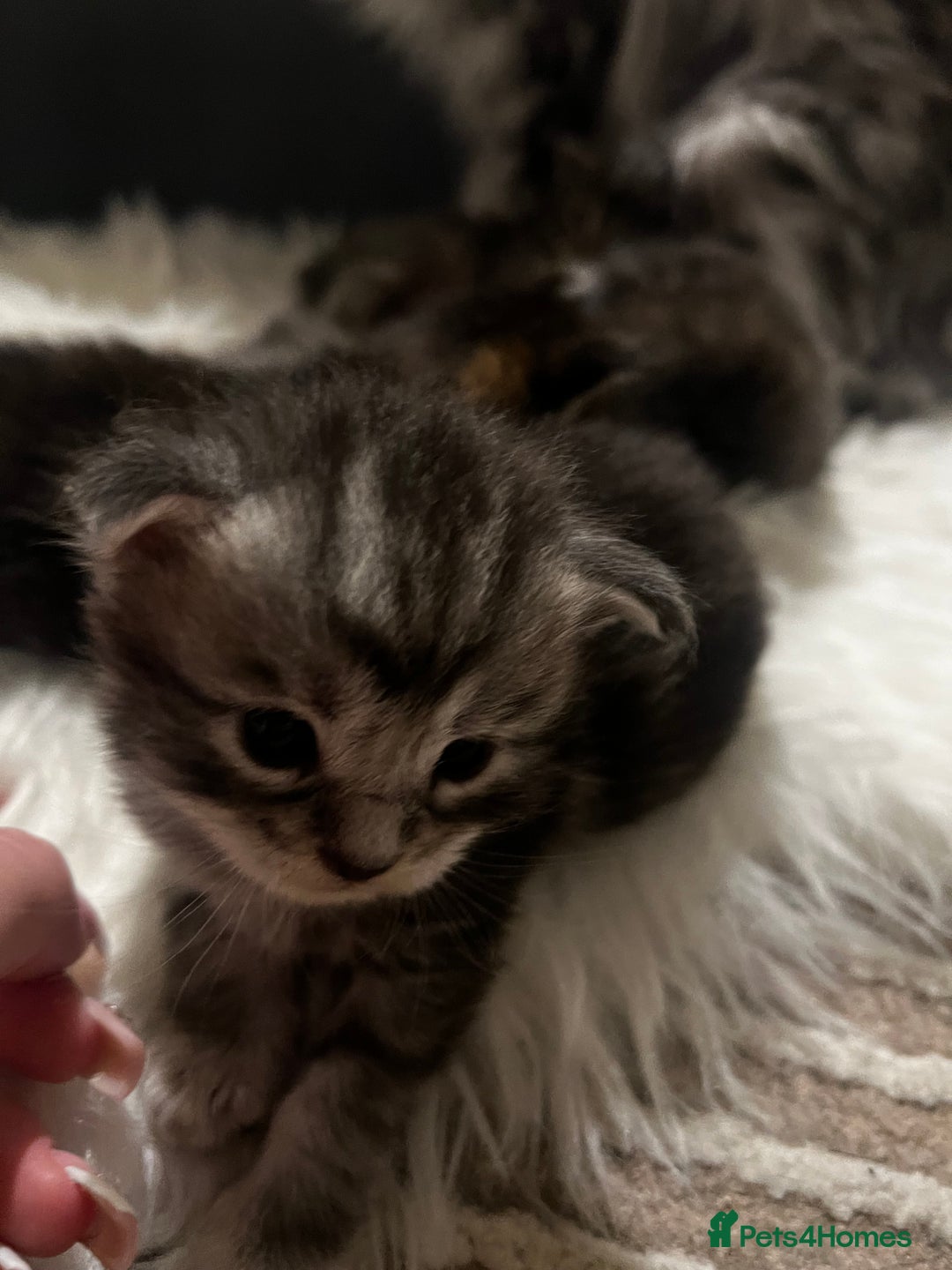Maine Coon cats for sale: Beautiful Maine coon kittens  - Image 2