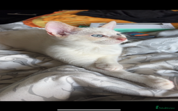 Mixed Breed cats for sale: 2x pair of Boy kittens  - Image 1