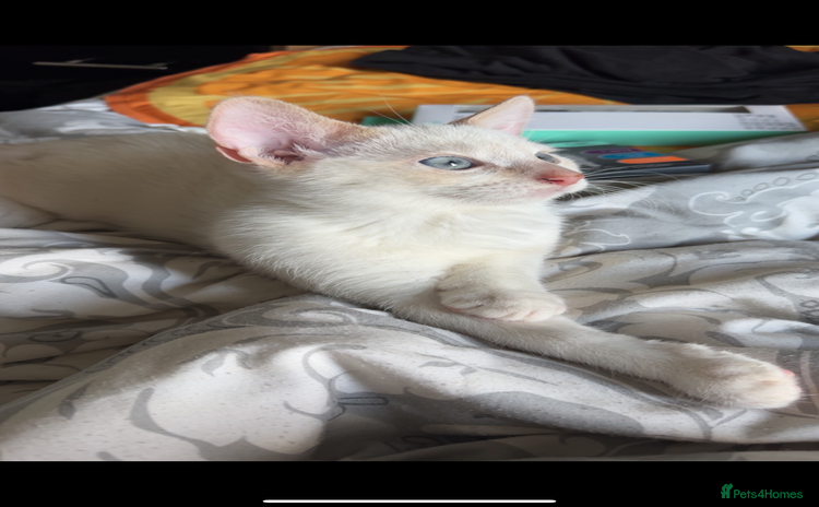 Mixed Breed cats - Advert 1