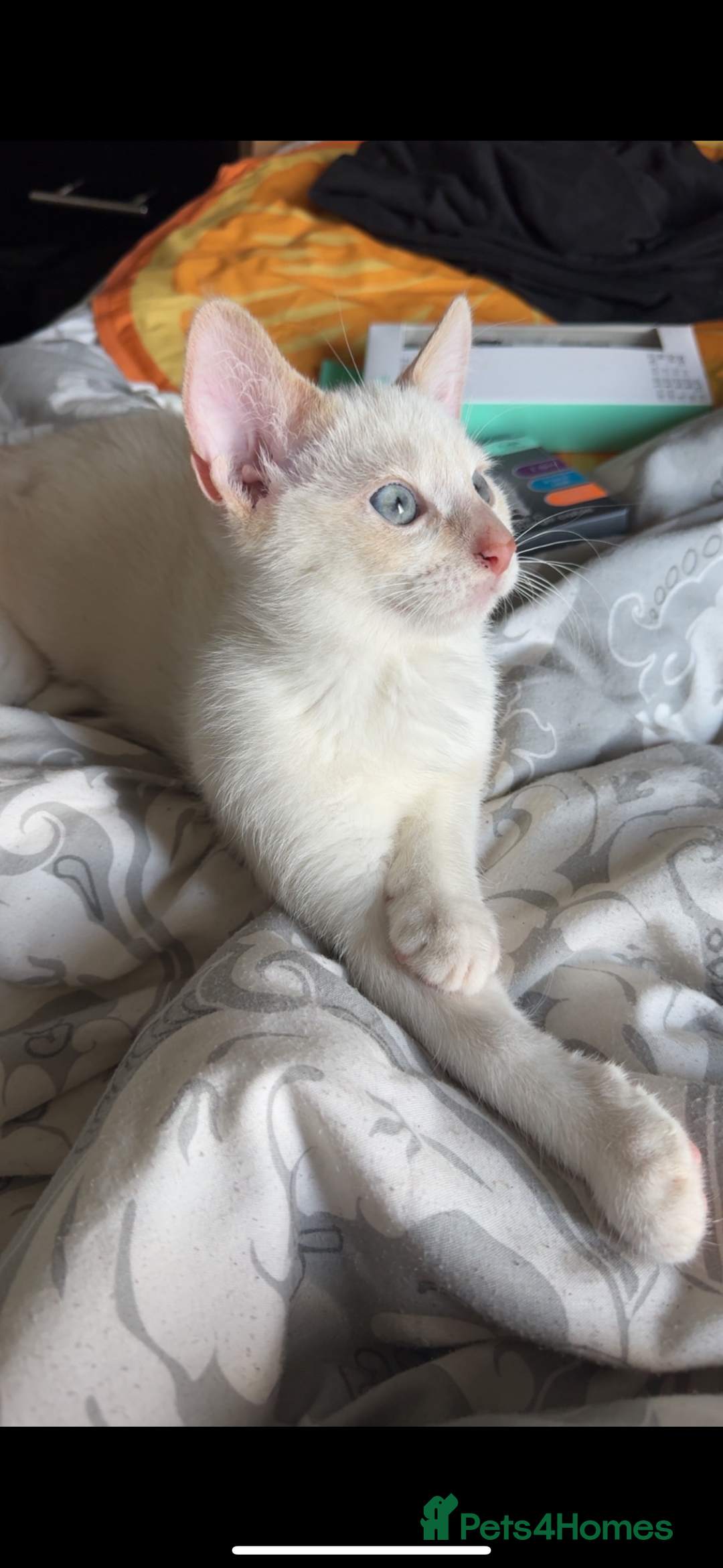 Mixed Breed cats for sale: 2x pair of Boy kittens  - Image 1