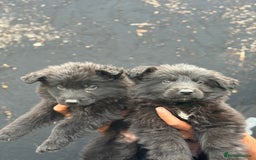 Mixed Breed dogs for sale: Long Coat German Shepherd Puppies for Sale - Image 4