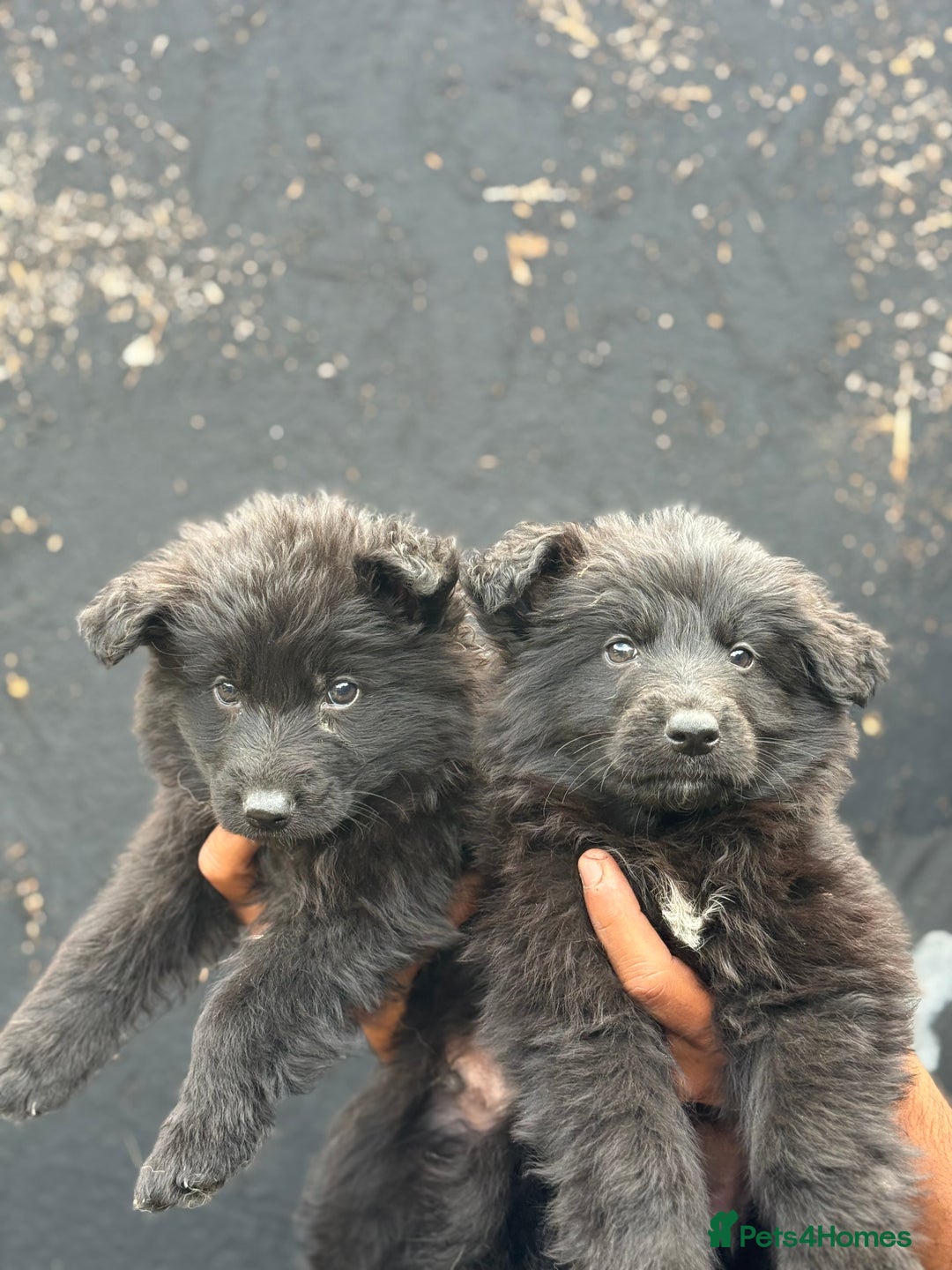 Mixed Breed dogs for sale: Long Coat German Shepherd Puppies for Sale - Image 4
