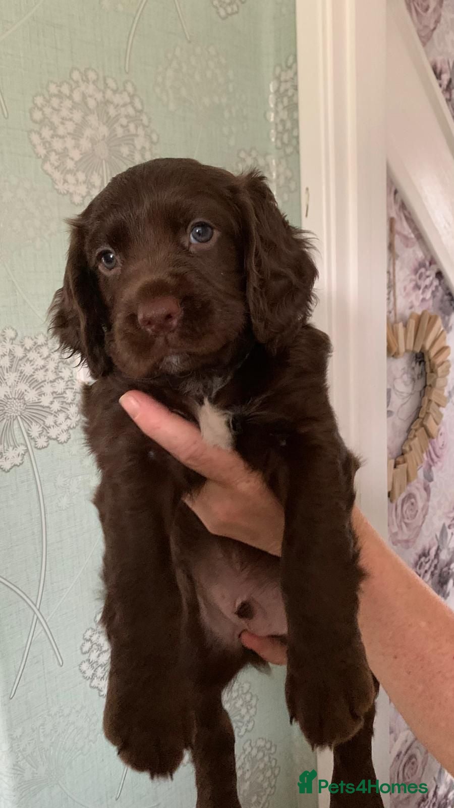 English Springer Spaniel dogs English Springer Spaniels Puppies  - Advert 13