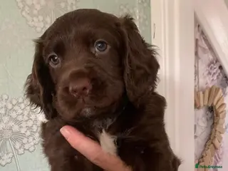 English Springer Spaniel dogs English Springer Spaniels Puppies - Advert 13