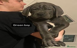 Cane Corso dogs for sale: cane corso puppies  - Image 9