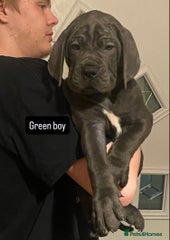 Cane Corso Puppy 2 green