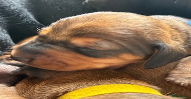 Dachshund dogs - Advert 14