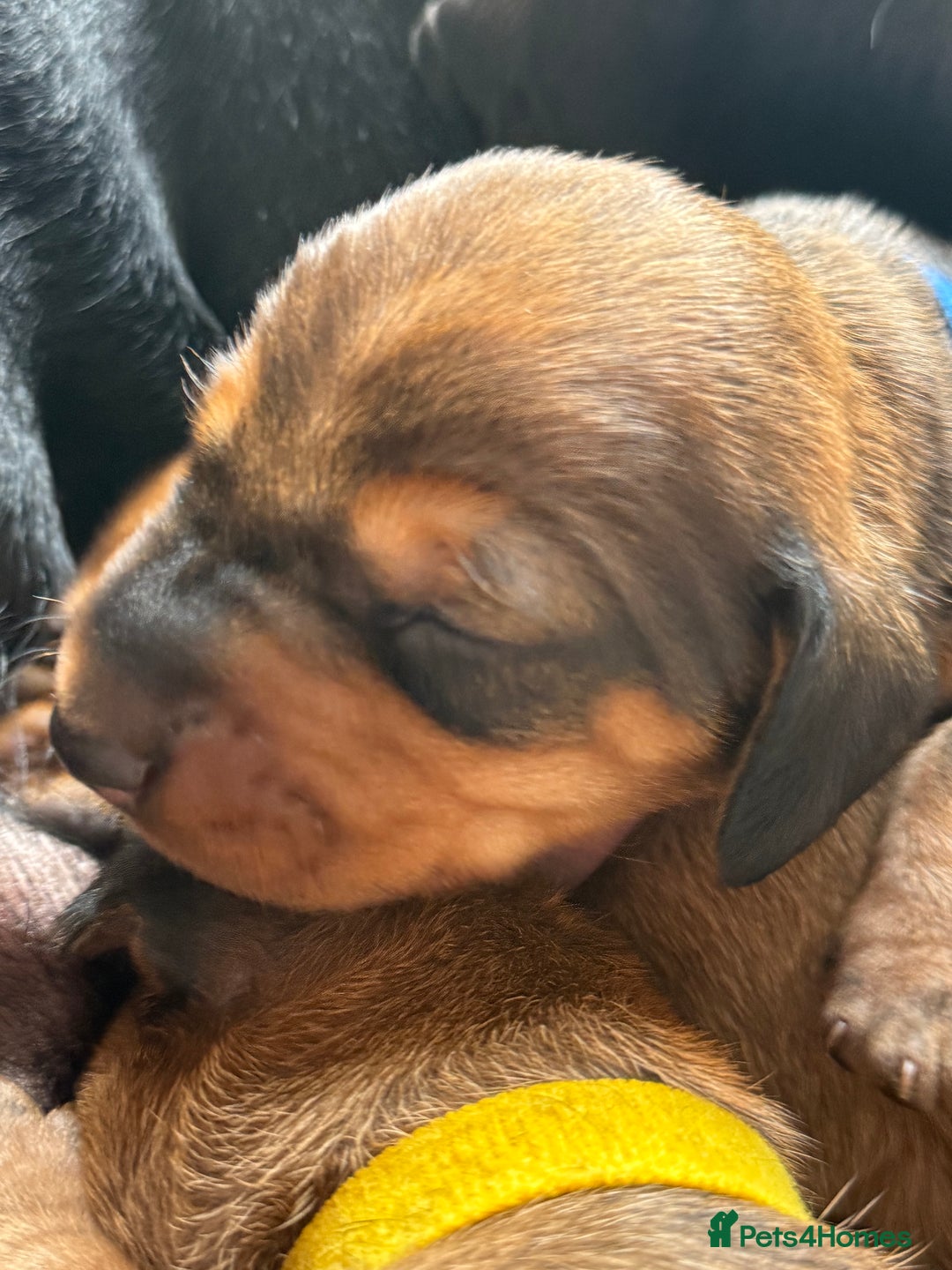 Dachshund dogs for sale: Beautiful smooth haired Dachshund puppies  - Image 3