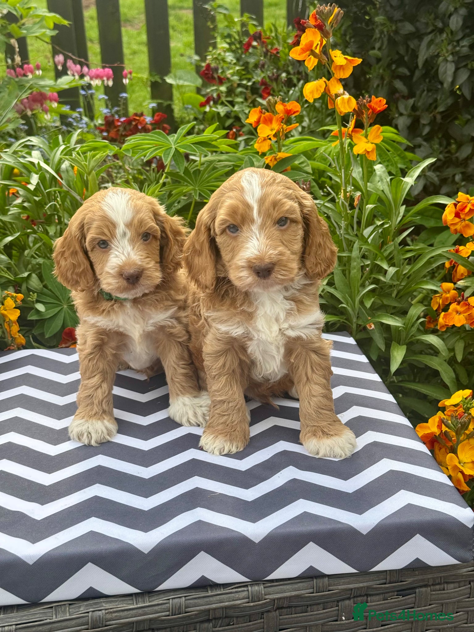 Cockapoo dogs 6 gorgeous f1 apricot Cockerpoos  - Advert 7