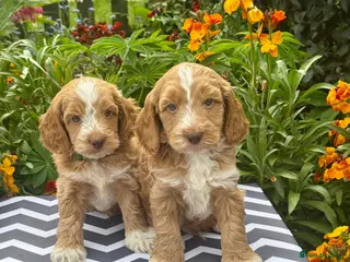 Cockapoo dogs 6 gorgeous f1 apricot Cockerpoos - Advert 6