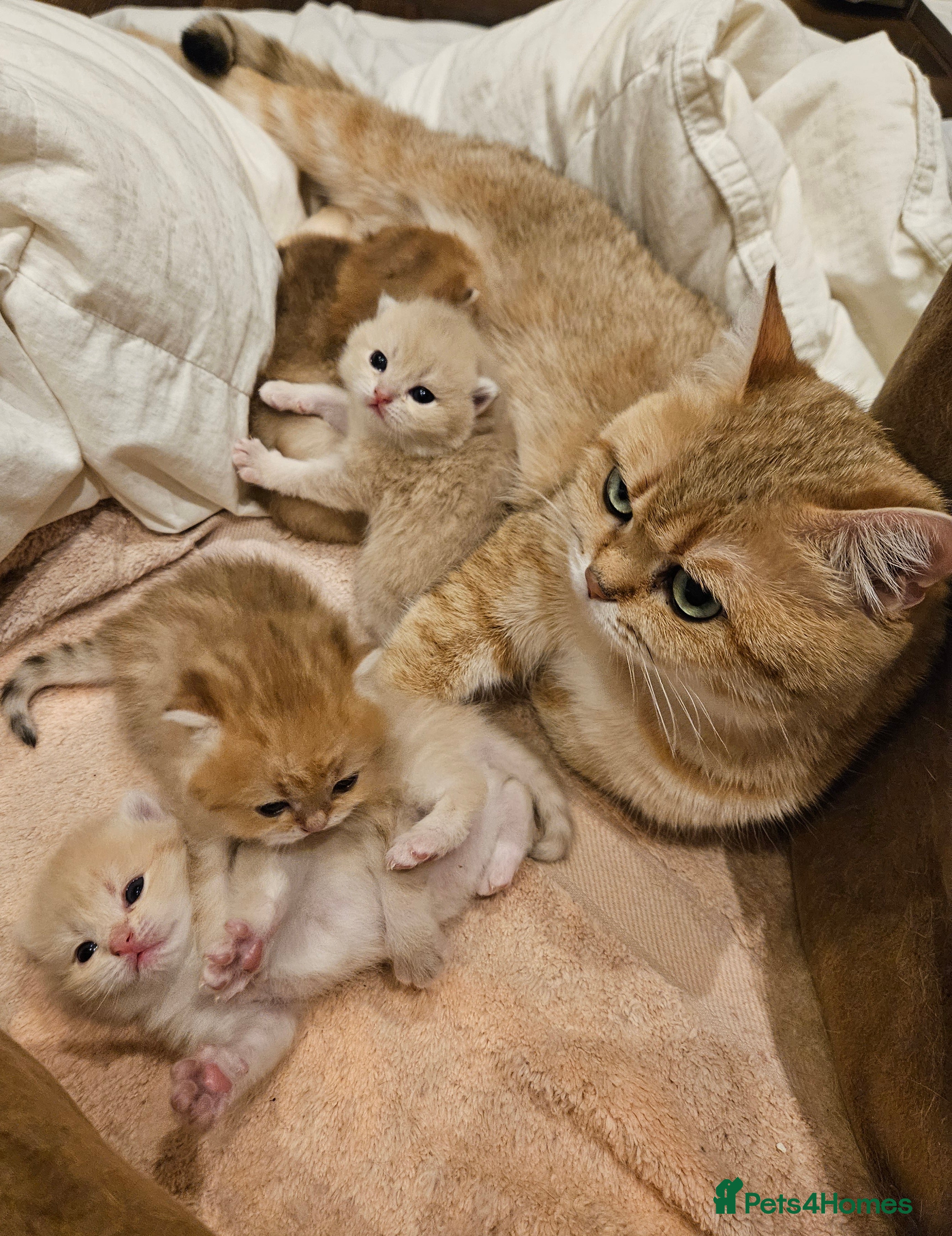 British Shorthair cats Pure Pedigree BSH Kittens GCCF Rare Golden /Silver - Advert 1
