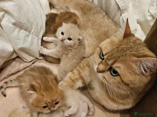 British Shorthair cats Pure Pedigree BSH Kittens GCCF Rare Golden /Silver - Advert 1