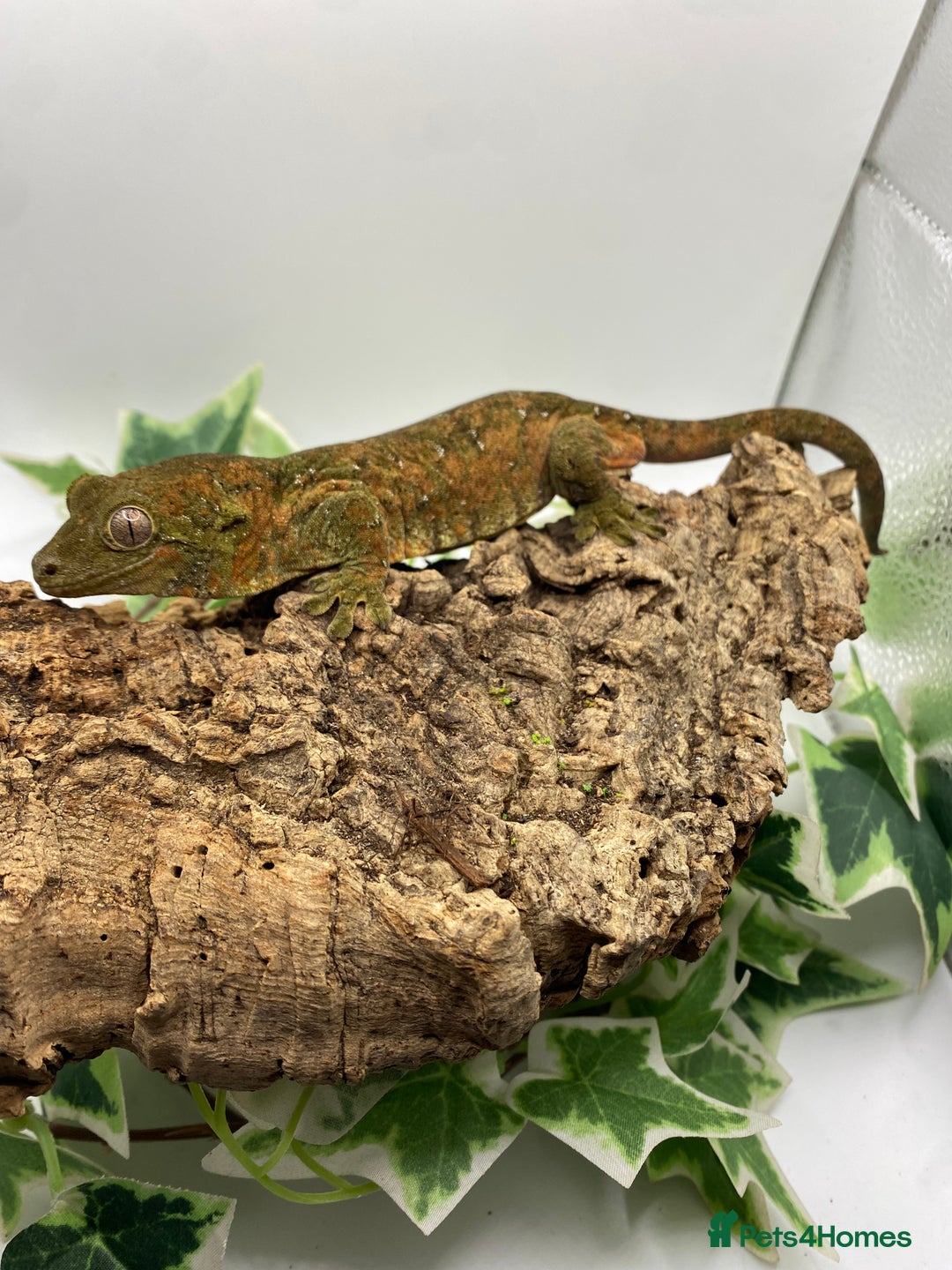 Gecko reptiles for sale: Mainland chahoua  - Advert 6