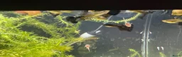 Catfish fish for sale: Snow White Pleco & blue dragon guppies in Hounslow - Advert 2