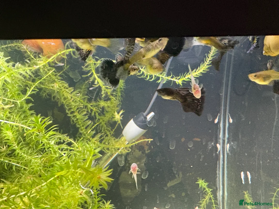 Catfish fish for sale: Snow White Pleco & blue dragon guppies in Hounslow - Advert 2