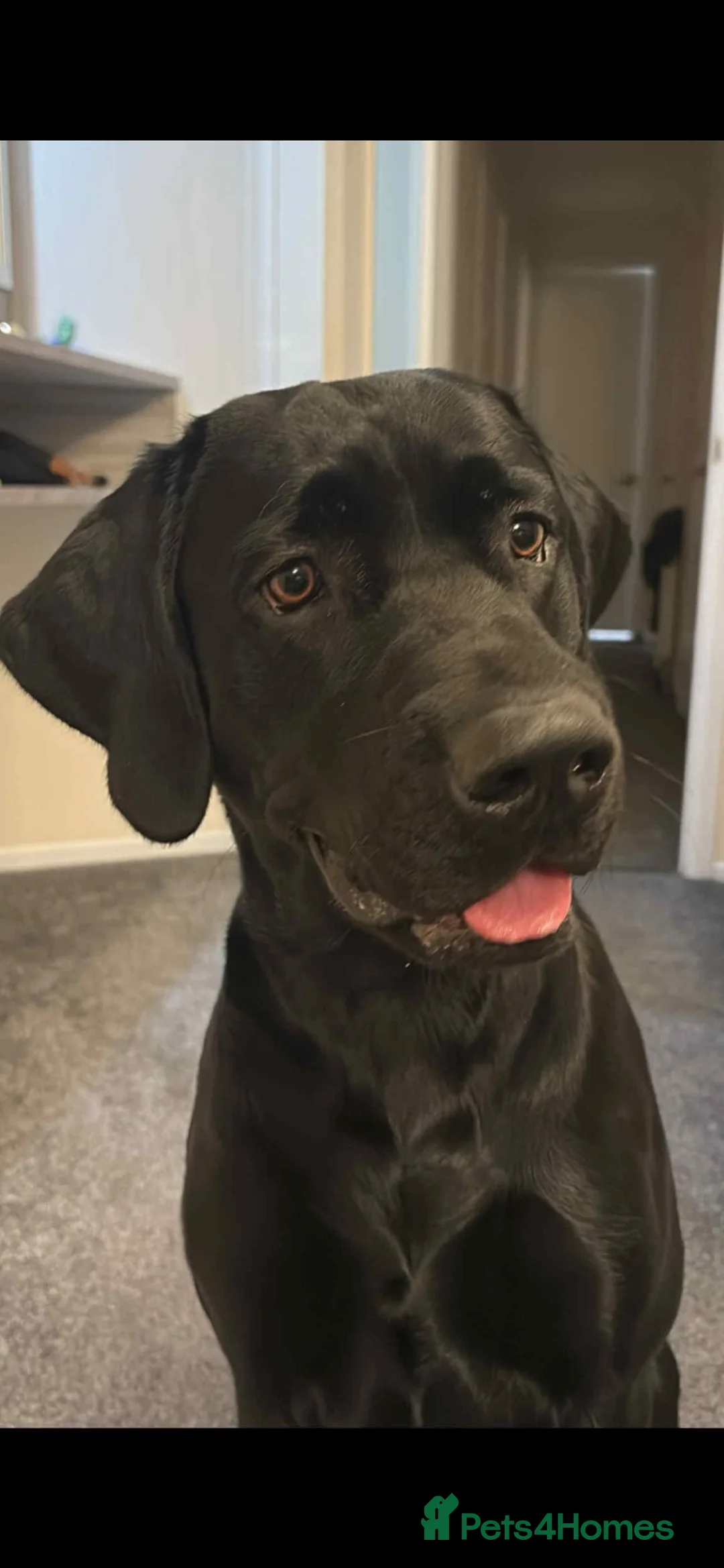 Labrador Retriever dogs for sale: KC registered Labrador pups - Advert 7