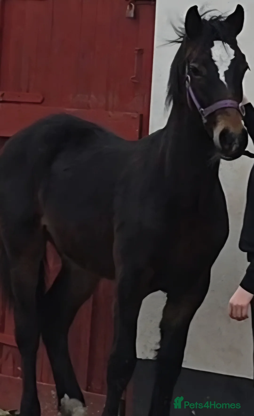 Welsh Section D horses for sale: Freddie the registered welsh d  - Advert 2