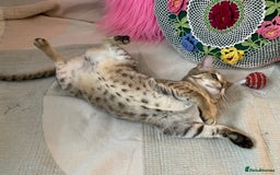 Savannah cats for sale: STUNNING SAVANNAH girl F5 sbt pure pedigree  - Image 15