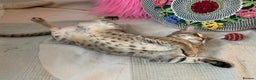 Savannah cats for sale: STUNNING SAVANNAH girl F5 sbt pure pedigree  - Advert 16