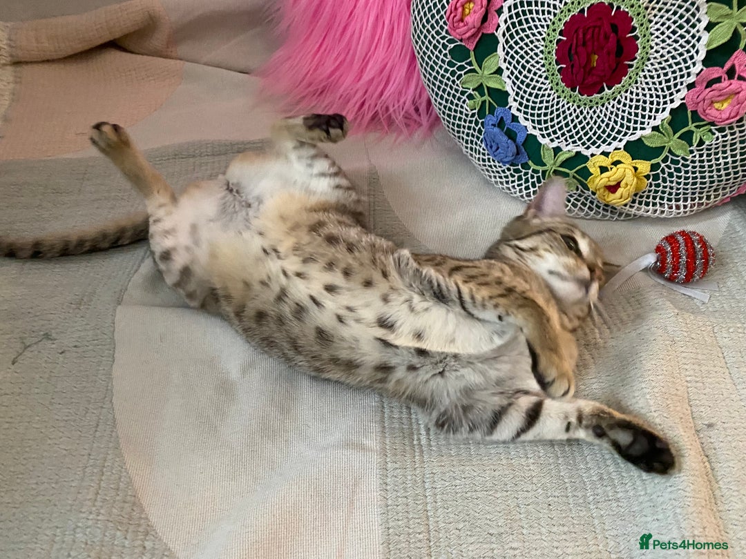 Savannah cats for sale: STUNNING SAVANNAH girl F5 sbt pure pedigree  - Image 15