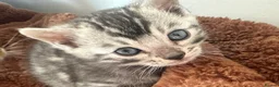 Bengal cats for sale: Rare Silver Grey Marbled Bengal TICA Kittens  - Advert 2