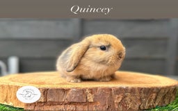 Mini Lop rabbits for sale: All buns reserved - Image 2
