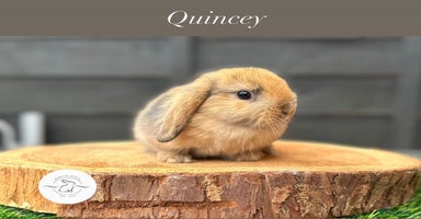 Mini Lop rabbits - Advert 11