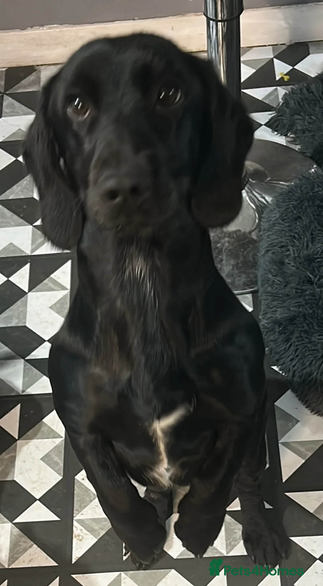 Mixed Breed dogs for sale: Looking for home  - Advert 2