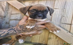 Boxer dogs for sale: Adorable Boxer Puppies Available  - Image 3