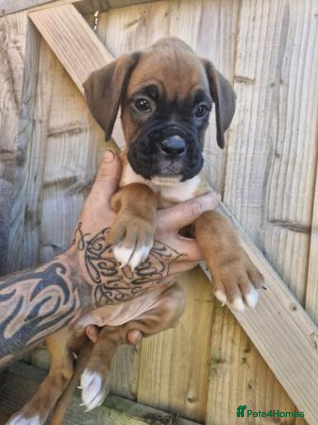 Boxer dogs for sale: Adorable Boxer Puppies Available  - Image 3