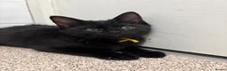 Domestic Shorthair cats for sale: 4 adorable kittens looking for new homes - Advert 6