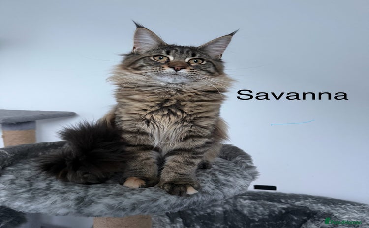 Maine Coon cats Maine Coon Kitten - TICA Registered  - Advert 7