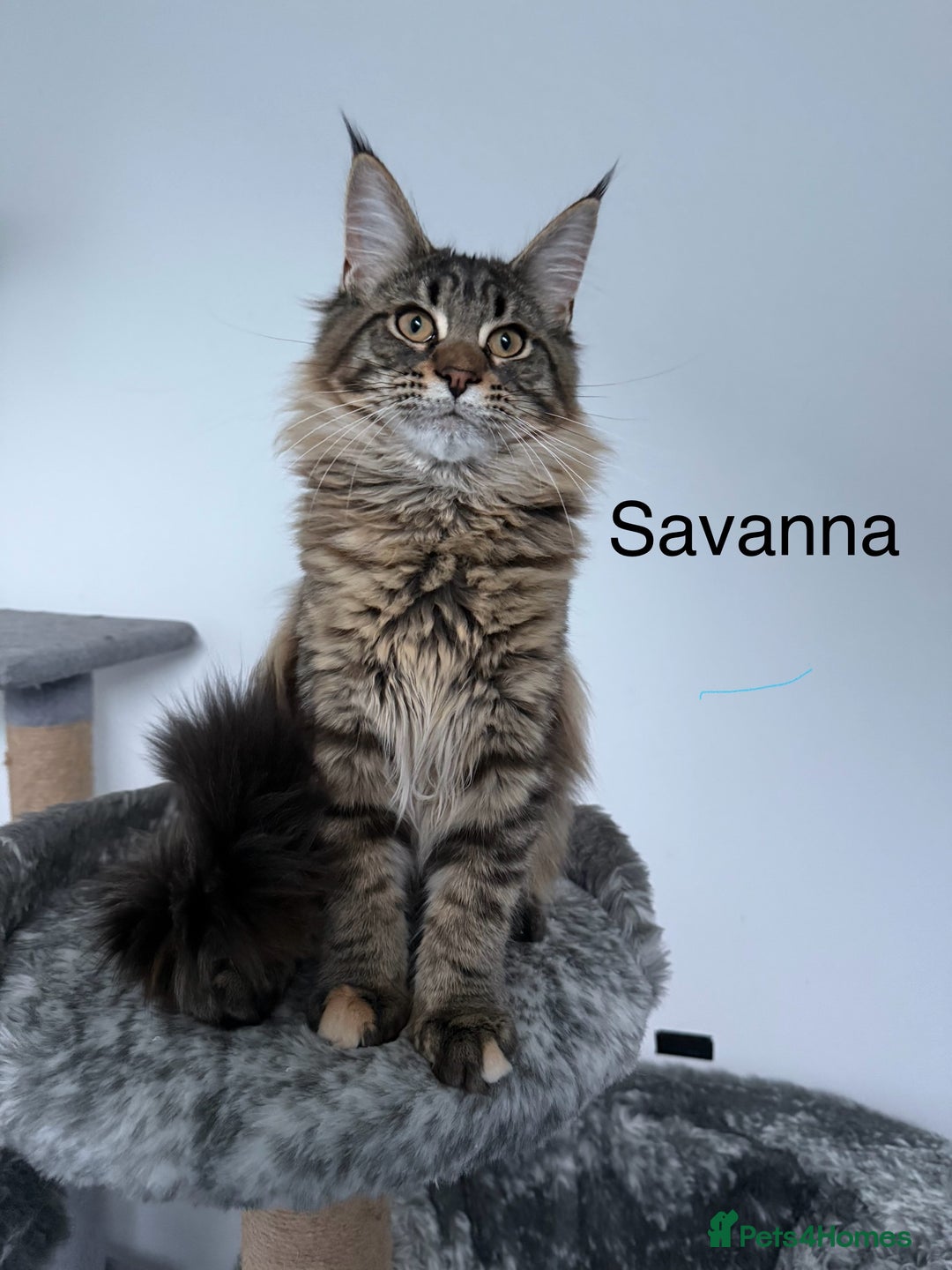 Maine Coon cats for sale: 🐾Only 1 Maine Coon Girl Still Available🐾 - Advert 1