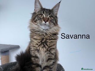 Maine Coon cats Maine Coon Kitten - TICA Registered - Advert 5