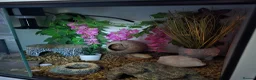 Leopard Gecko reptiles for sale: Leopard gecko - Advert 4