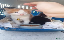 Mixed Breed cats for sale: Beautiful Kittens British ShorthairxRagdoll - Image 17