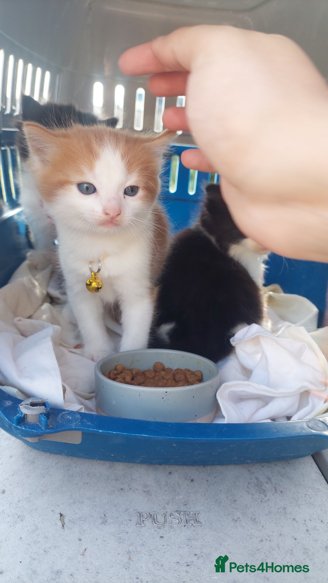 Mixed Breed cats for sale: Beautiful Kittens British ShorthairxRagdoll - Image 17