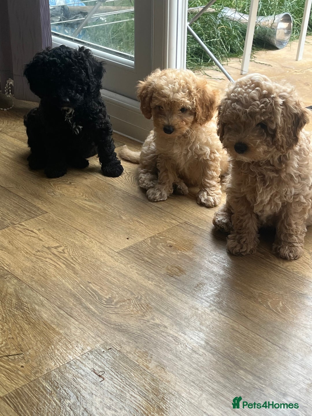 Cavapoo dogs for sale: F1b cavapoo puppies  in Kidderminster - Image 11
