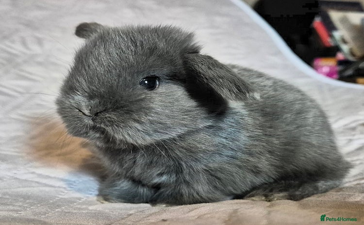 Mini Lop rabbits - Advert 8