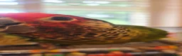 Conures birds for sale: Two bonded hand tame conures - Advert 5