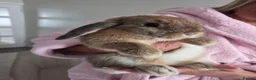 Mini Lop rabbits for sale: Mini french lop  - Advert 3