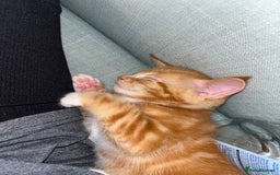Maine Coon cats for sale: Maine Coon x Domestic Shorthair  - Image 21