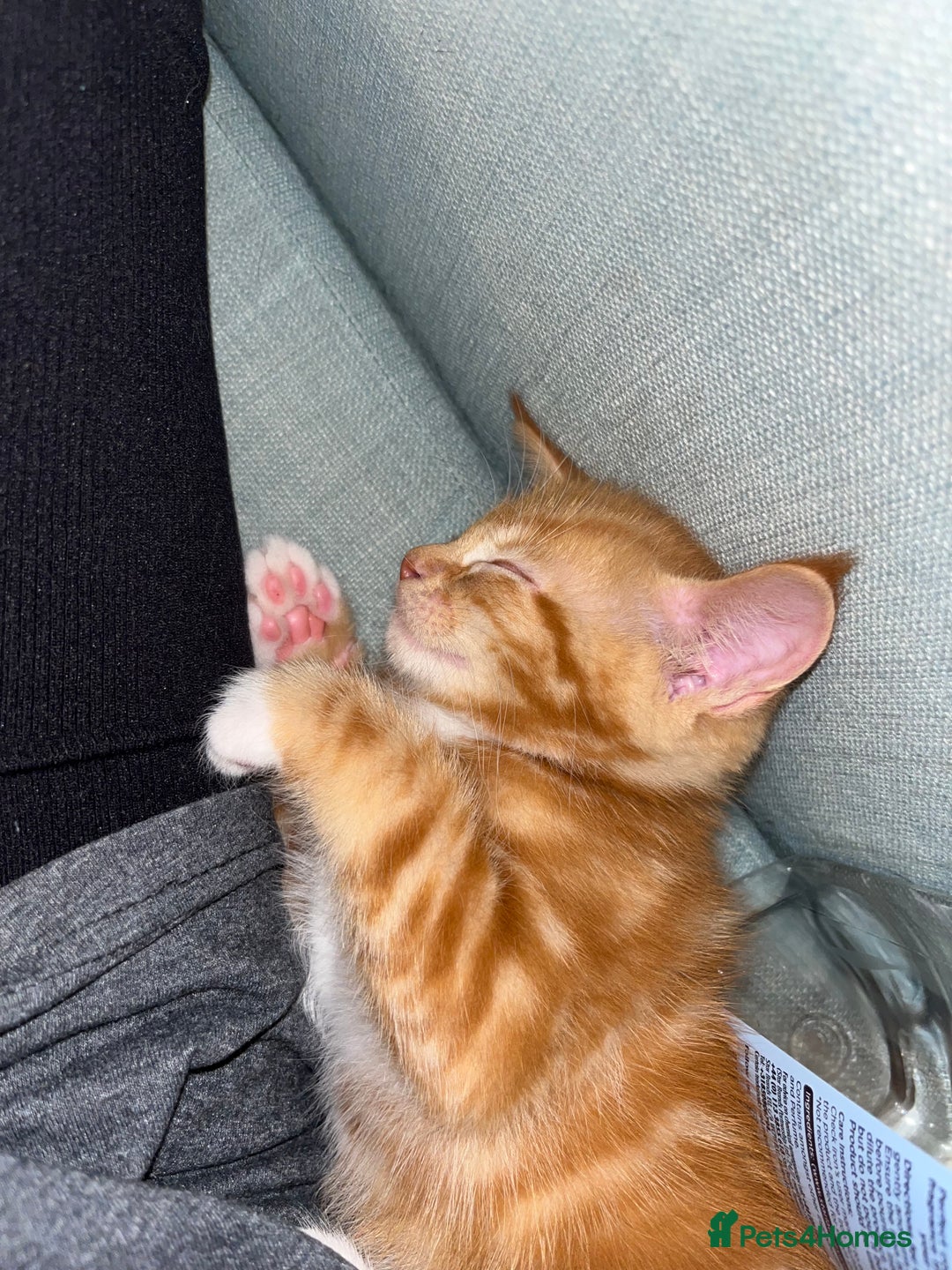 Maine Coon cats for sale: Maine Coon x Domestic Shorthair  - Image 21