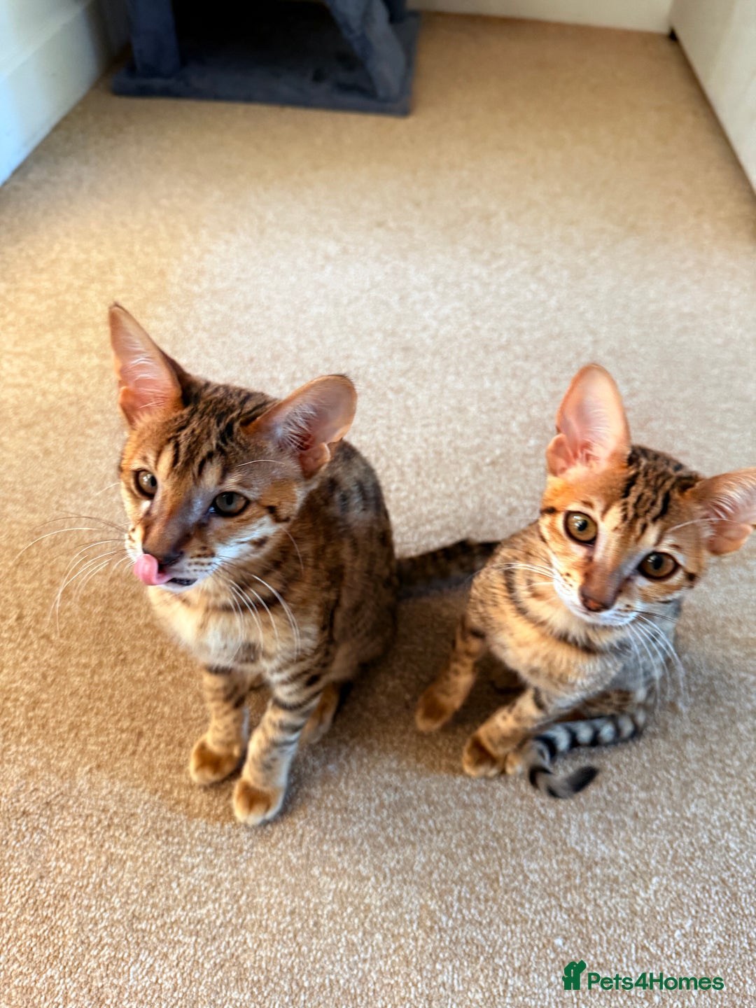 Savannah cats for sale: TICA Reg F3 Savannah Female Kitten ONE LEFT - Image 8