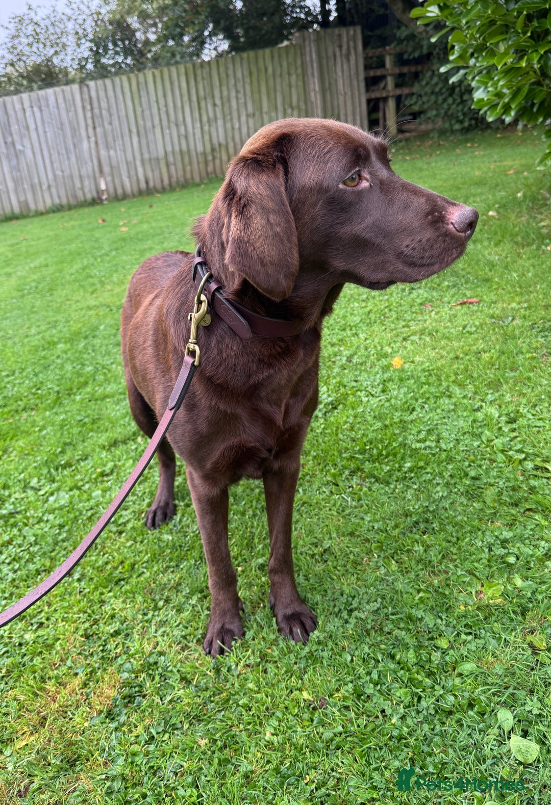Labrador Retriever dogs for sale: Outstanding Quality Chocolate Labrador Puppies - Image 34